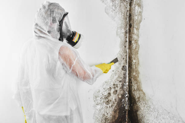 Best Mold Testing and Inspection Services in New Madrid, MO
