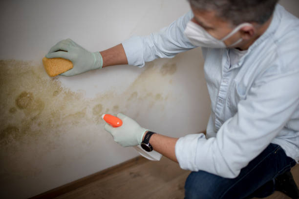 Best Emergency Mold Remediation in New Madrid, MO