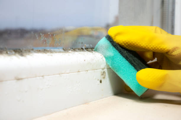 Best Basement Mold Remediation in New Madrid, MO
