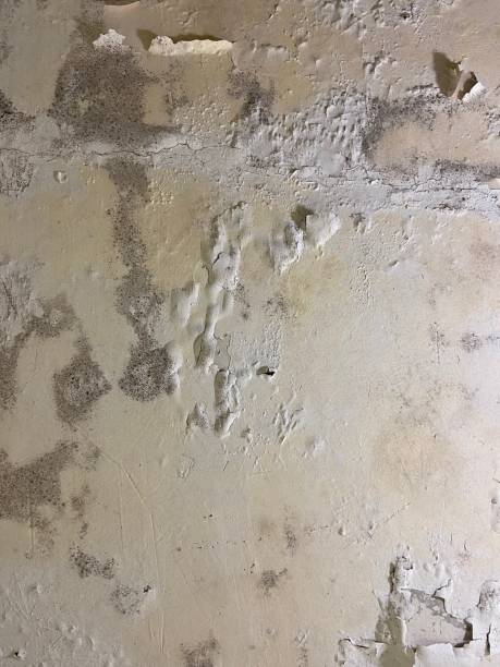 Best Crawl Space Mold Remediation in New Madrid, MO