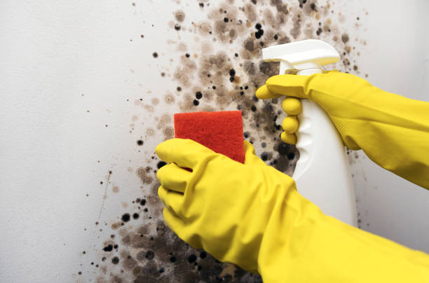 Best Crawl Space Mold Remediation in New Madrid, MO