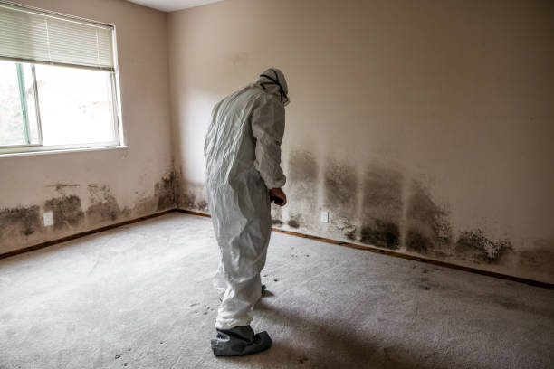 Reliable New Madrid, MO Mold Remediation Solutions