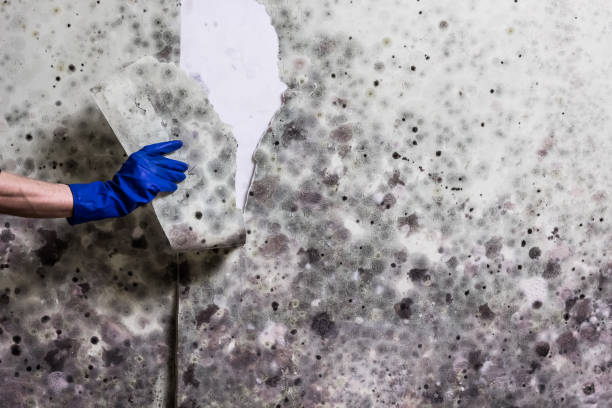 Best HVAC Mold Remediation in New Madrid, MO