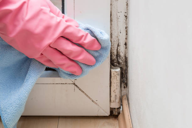 Best Kitchen Mold Remediation in New Madrid, MO