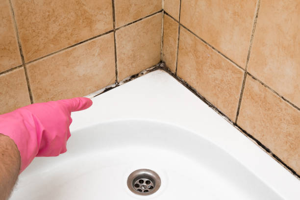 Best Commercial Mold Remediation in New Madrid, MO